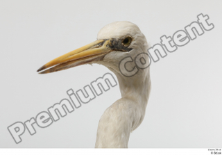 Stork  2 head 0002.jpg